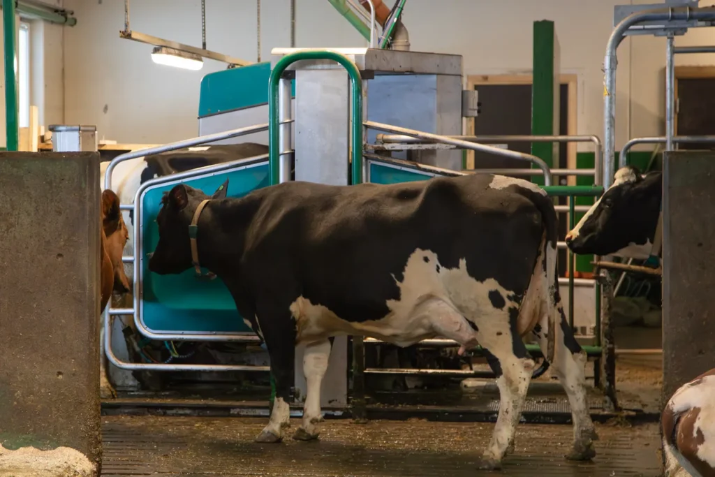 En ku som går inn i en automatisert melkestasjon på en gård, illustrerer en god investering i melkerobot.