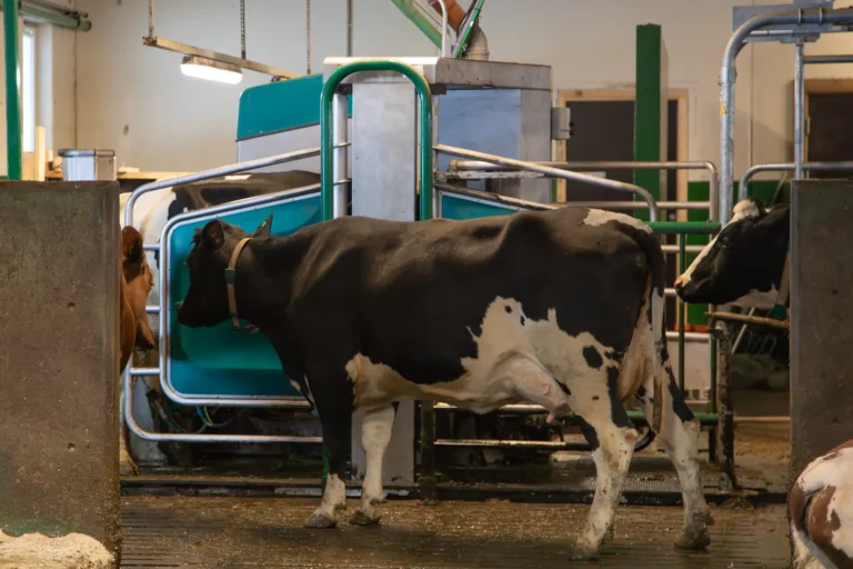 En ku som går inn i en automatisert melkestasjon på en gård, illustrerer en god investering i melkerobot.