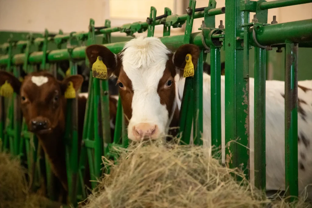 Kyr som fôrer på høy i en stall med nummererte øremerker, regnet som en god investering i melkerobot.