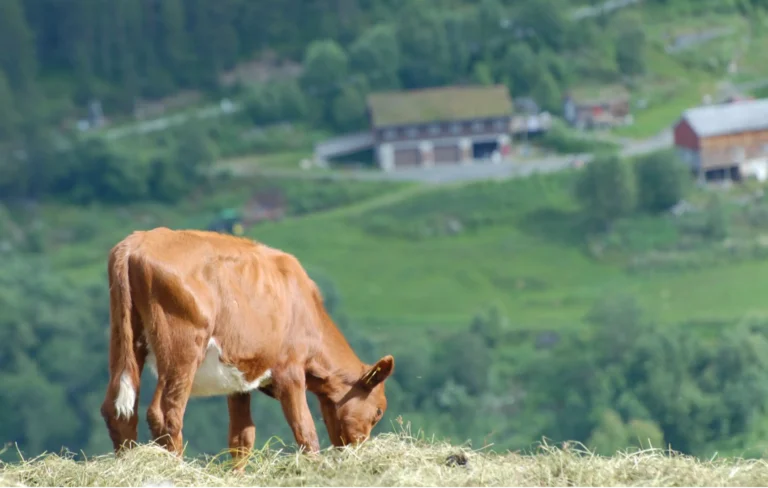 En brun kalv beiter på en gressbakke, med gårdsbygninger og grønne jorder i bakgrunnen, der en Melkerobot i stillhet tar seg av sine plikter.