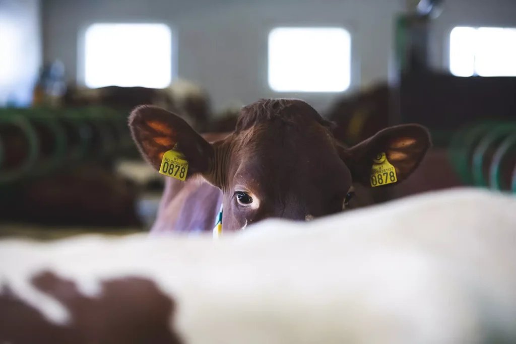 En brun ku med øremerker titter over ryggen på en annen ku i et fjøs, der Lifland sørger for driften for melkeprodusenter med kraftige aggregater, og holder driften jevn mot det uskarpe bakteppet av vinduer.