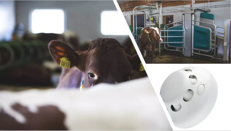 Ku med øremerke nummer 0878 står i en låve, maskineri i bakgrunnen, sammen med et nærbilde av en hvit gjenstand med hull. Lifland sikrer driften for melkeprodusenter med alarmsystemer fra Elotec