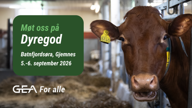 På bildet ser man en brun ku i en låve med et gult øremerke ved siden av et grønt skilt som annonserer Dyregod-arrangementet i 2026 i Batnfjordsøra.
