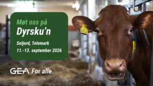 En brun ku med øremerke står i en låve. Et grønt skilt kunngjør Dyrsku’n i Seljord, Telemark, 11.–13. september 2026.