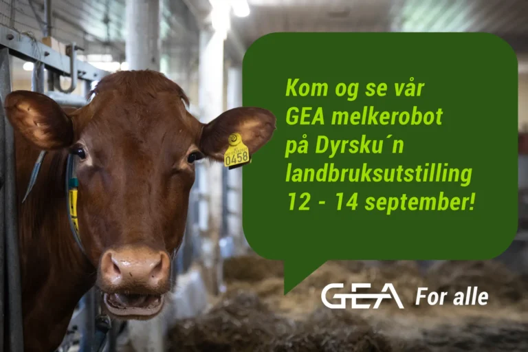 En brun ku med gult øremerke står i et fjøs ved siden av et grønt skilt som reklamerer for GEA melkerobot på Lifland på Dyrsku'n 2025 - Vi sees i Seljord 12.-14. september!.