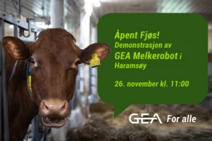 En brun ku i et fjøs står ved siden av et grønt skilt som annonserer en Melkerobot-demonstrasjon av GEA 26. november kl. 11:00 i Haramsøy.