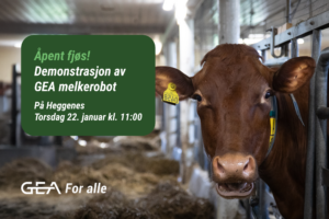 En brun ku i et fjøs ser inn i kameraet. Et skilt informerer om en Melkerobot-demonstrasjon av GEA på Heggenes torsdag 22. januar kl. 11.00.