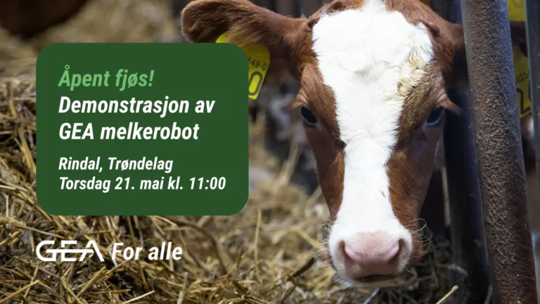Nærbilde av en brun og hvit kalv i et fjøs ved siden av et grønt skilt om et Melkerobot-demonstrasjonsarrangement i regi av GEA i Rindal i Trøndelag.