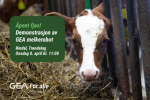En kalv i et fjøs står ved siden av metallstenger og halm, med et grønt skilt som reklamerer for en Melkerobot-demonstrasjon av GEA i Rindal, Trøndelag, onsdag 8. april kl. 11:00.